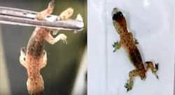 Man complains of earache; doctors remove a lizard from his ear (Watch video)