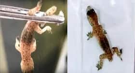 Man complains of earache; doctors remove a lizard from his ear (Watch video)