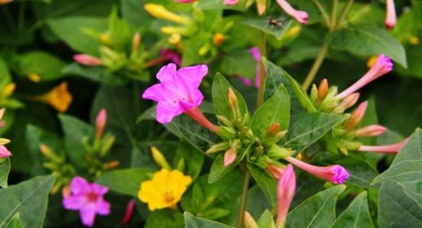 World Mosquito Day: 5 flowers that keep mosquitoes at bay ...