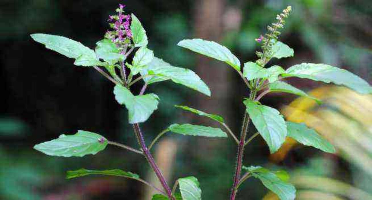 World Mosquito Day: 5 flowers that keep mosquitoes at bay