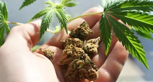 Getting pregnant: Can smoking marijuana ruin your chances? Getting pregnant: Can smoking marijuana ruin your chances?