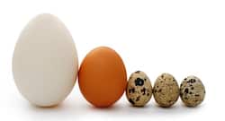4 types of eggs you should include in your diet