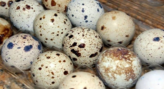 quail eggs in hindi