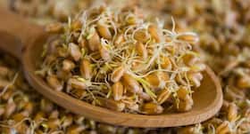 8 amazing health benefits of wheat germ