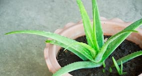 5 Ayurvedic herbs that will help protect your reproductive health