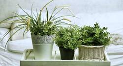 5 bedroom plants you must grow to get a good night's sleep