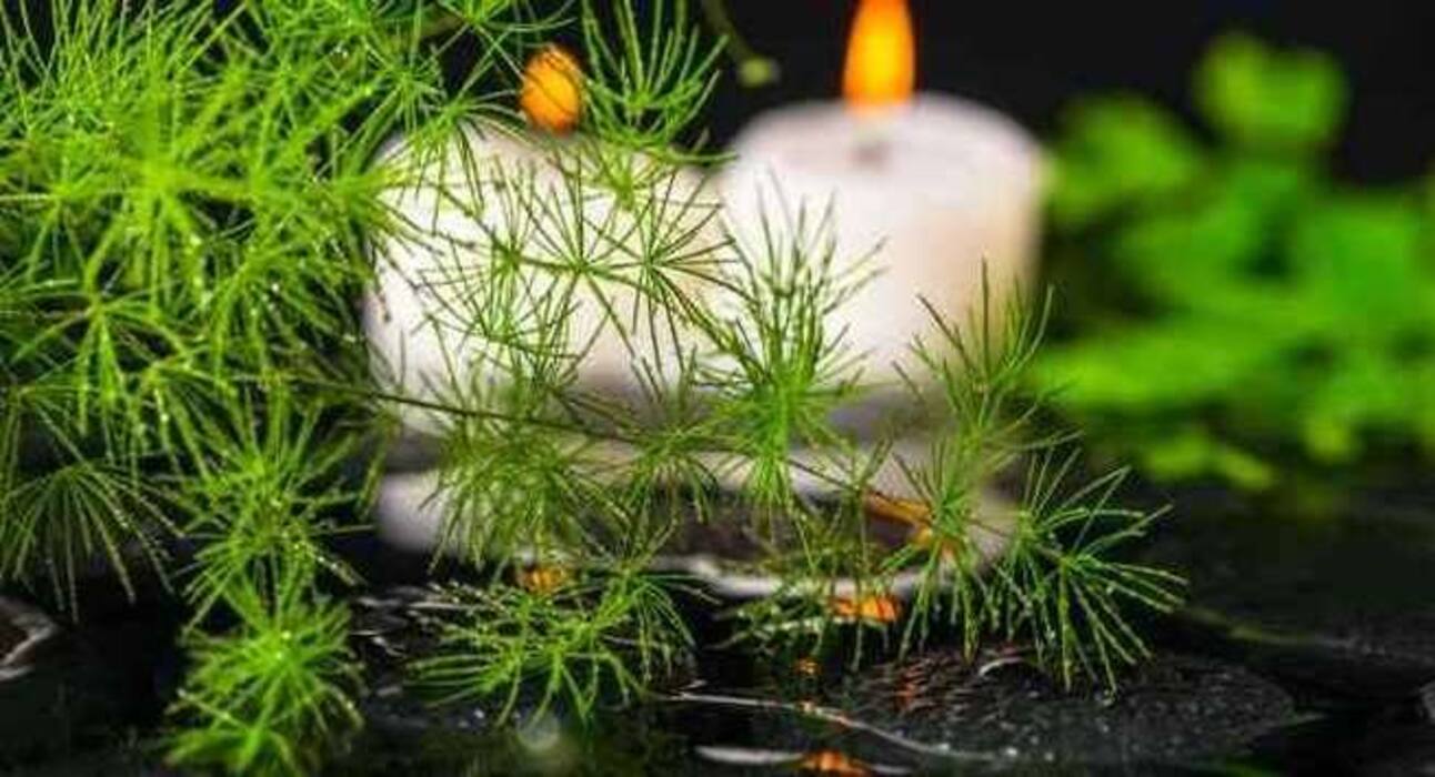 7 Ayurvedic herbs to keep your breasts healthy