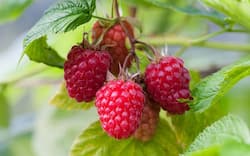 Raspberries खाने से आपको होते हैं ये 5 बड़े फायदे