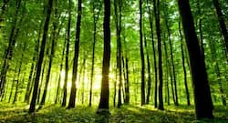 World Environment Day 2021: Climate change can aggravate deadly disease outbreaks
