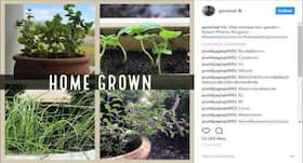 Genelia Deshmukh has a homegrown garden- benefits of growing plants at home Genelia Deshmukh has a homegrown garden- benefits of growing plants at home