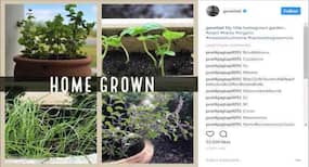 Genelia Deshmukh has a homegrown garden- benefits of growing plants at home