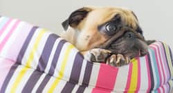 Dogs born during summer can suffer from heart disease