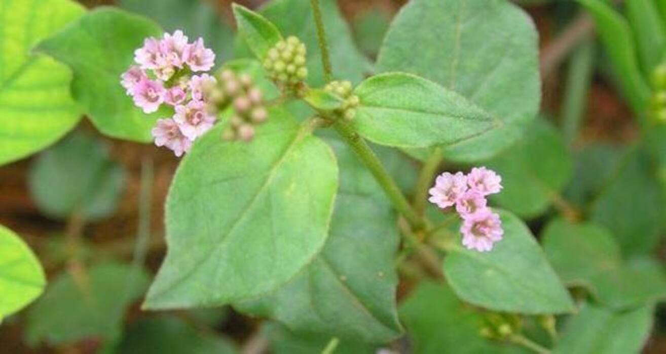 7 Ayurvedic herbs to keep your breasts healthy