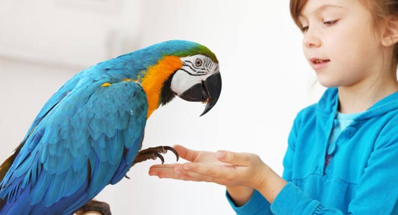 Animal Assisted Therapy - How animals help humans combat health problems