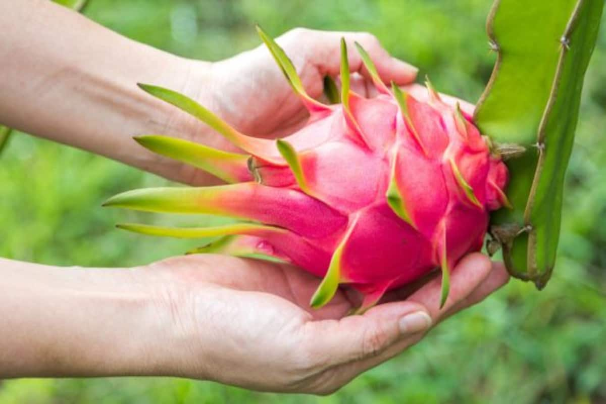 diabetes tip: eat dragon fruit to manage your blood sugar