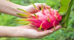 Delicious dragon fruit can help you in keeping your skin problems at bay