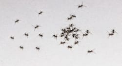 Tried and tested tips to get rid of ants