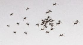 Tried and tested tips to get rid of ants Tried and tested tips to get rid of ants