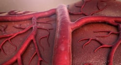 Researchers have found a way to regenerate new blood vessels
