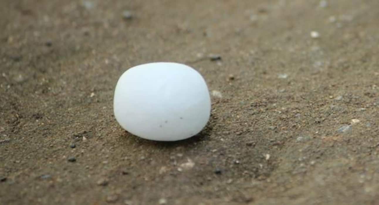 Tried and tested tips to get rid of ants