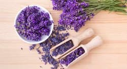 Health benefits of Lavender dried herb
