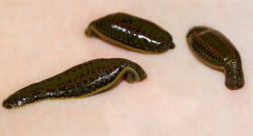 How to prevent leeches from latching onto your skin