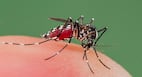 Researchers find a way to get rid of mosquitoes without pesticide use