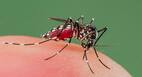 Researchers find a way to get rid of mosquitoes without pesticide use