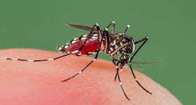 Mosquitoes may abandon hosts who swat at them: study