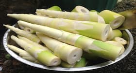 Bamboo shoots खाने से आपको होते हैं ये 5 हैरान कर देने वाले फायदे