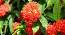 How Ashokarishta helped me regulate my periods