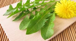 Top health benefits of dandelion and how to use it
