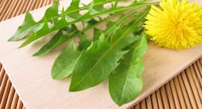 Dandelion के पत्तों से आपके सेहत को होते हैं ये 6 बड़े फायदे