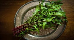 Health benefits of dandelion leaves