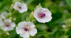 Marshmallow herb- An effective natural remedy for dry cough and sore throat