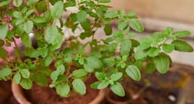 Tulsi plant can help combat air pollution