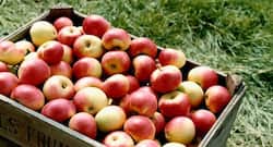 सर्दियों के लिए बेस्ट हैं ये 5 फ्रूट्स, इम्यूनिटी बढ़ाने के साथ शरीर को रखते हैं हाइड्रेट