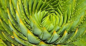 How aloe vera can benefit irritable bowel syndrome (IBS) How aloe vera can benefit irritable bowel syndrome (IBS)