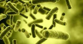 Scientists invent low-cost tool to detect bacteria in food