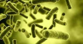 Scientists invent low-cost tool to detect bacteria in food