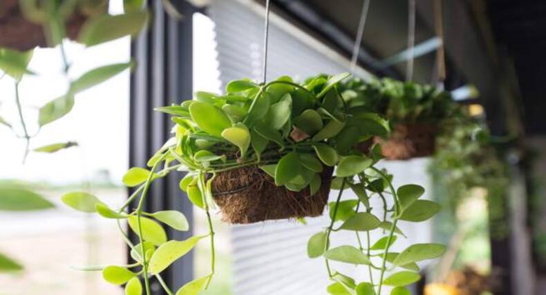 Ways to decorate your house with indoor plants