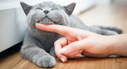 6 social and psychological benefits of having pets