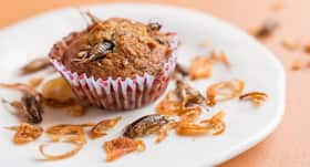 Cricket flour for proteins: are edible insects really the future of healthy eating?