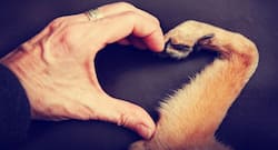 Here are some super cute dog pictures to take away all your stress