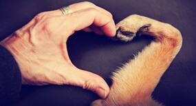 Here are some super cute dog pictures to take away all your stress