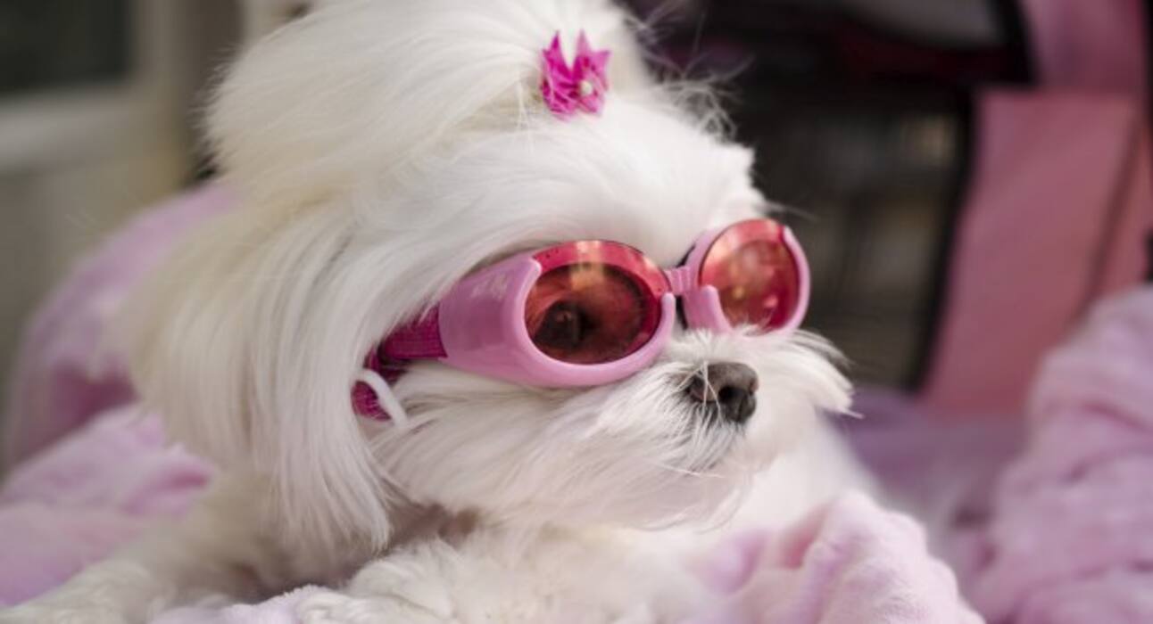 Here are some super cute dog pictures to take away all your stress