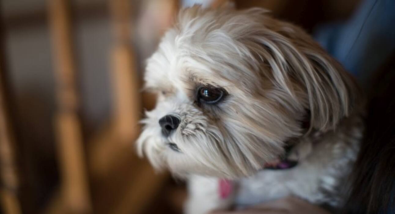Here are some super cute dog pictures to take away all your stress