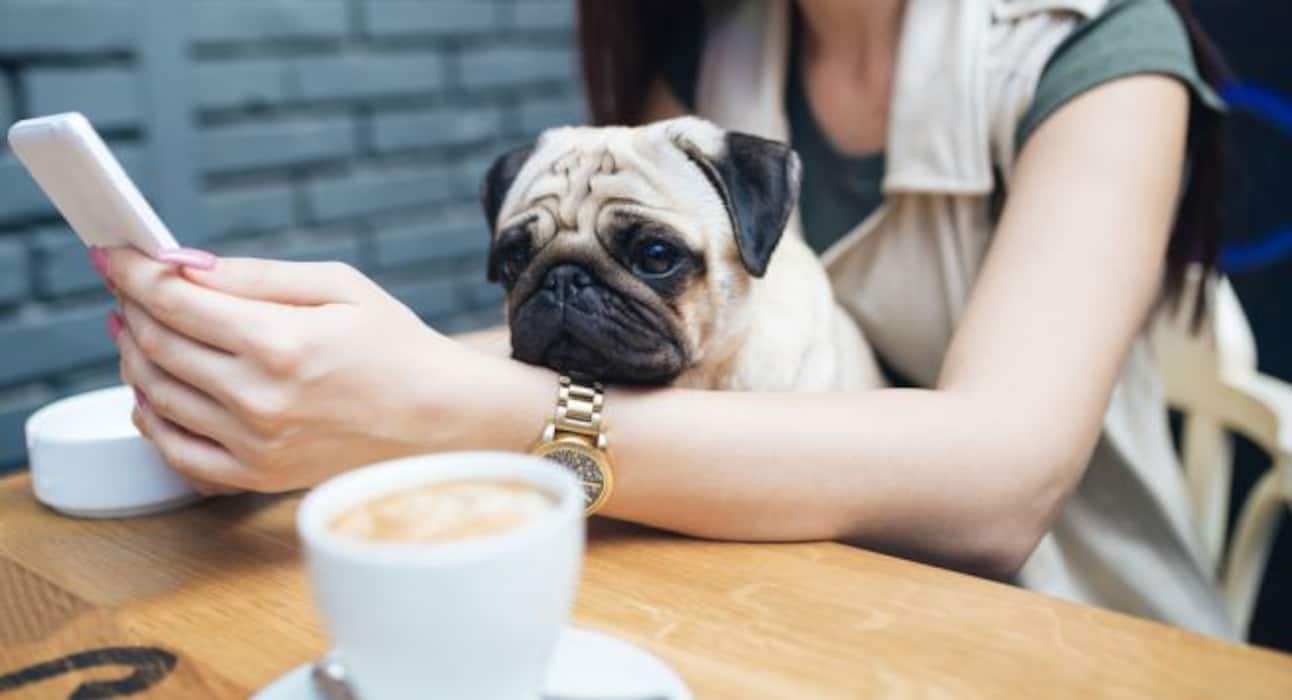Here are some super cute dog pictures to take away all your stress