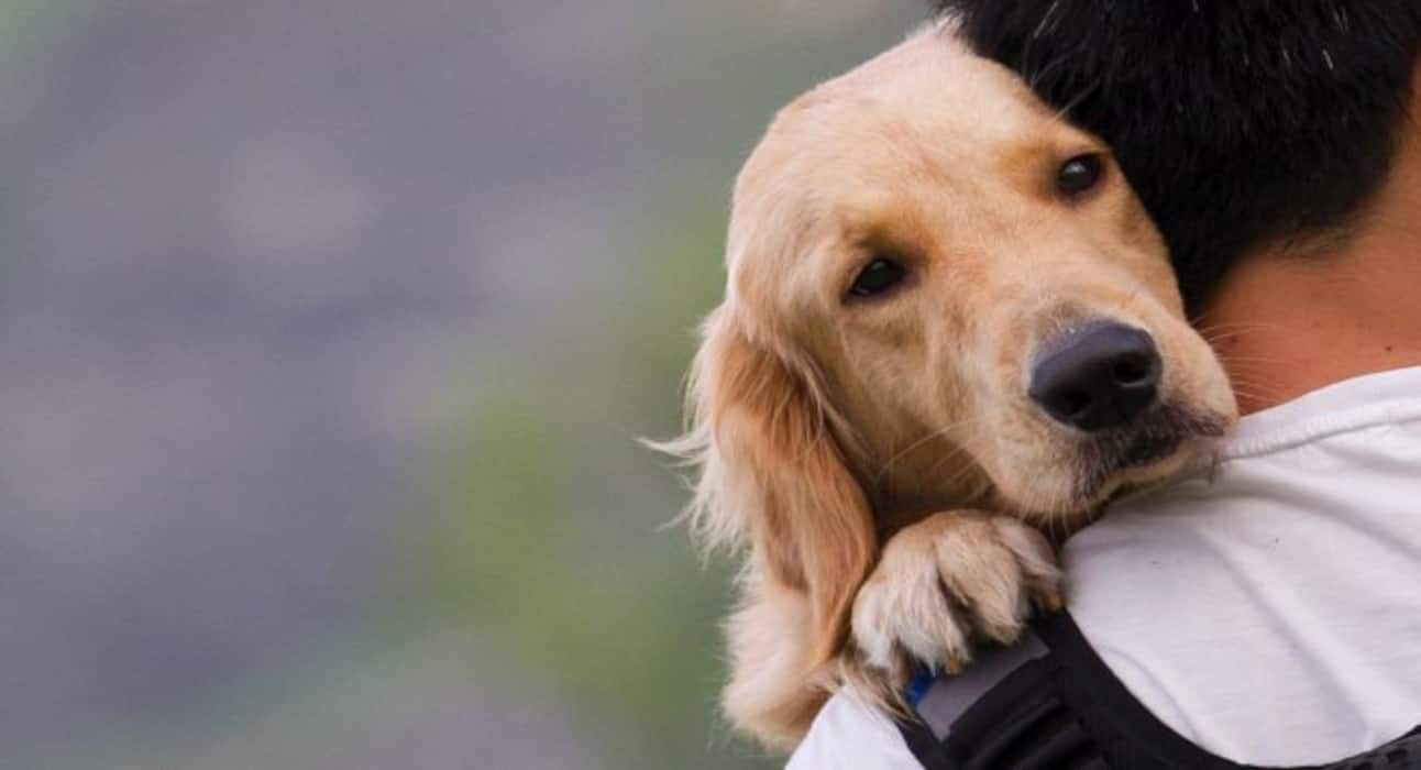 Here are some super cute dog pictures to take away all your stress