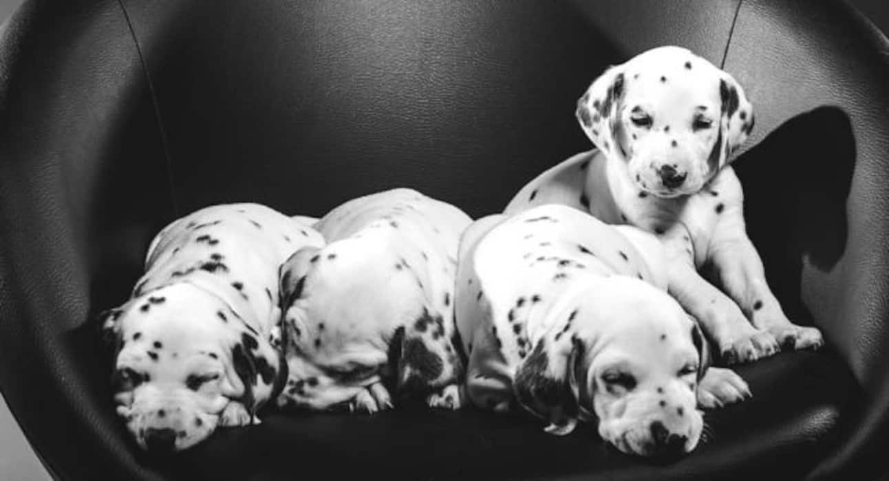 Here are some super cute dog pictures to take away all your stress